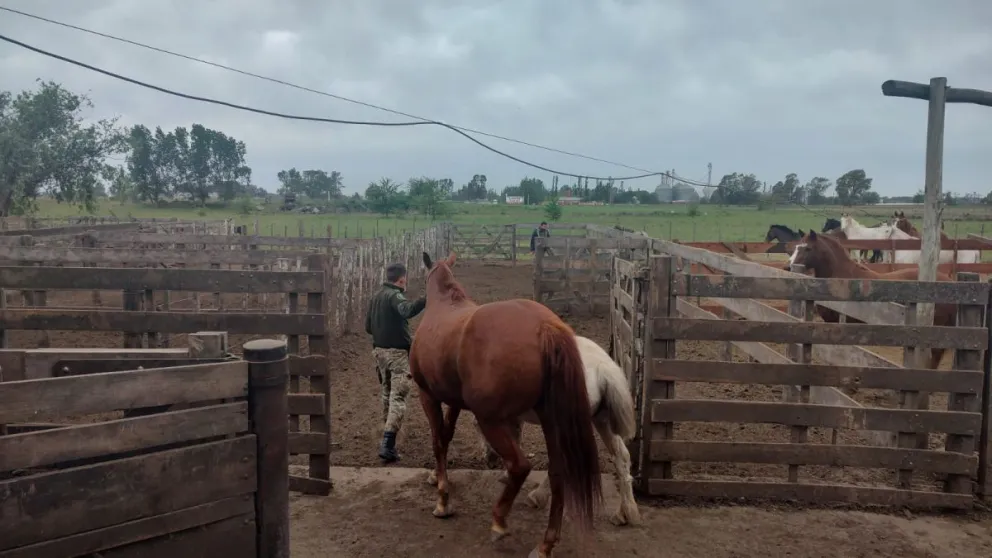 El dueño de dos caballos secuestrados por el municipio cuestionó el procedimiento: "Pude constatar el maltrato"