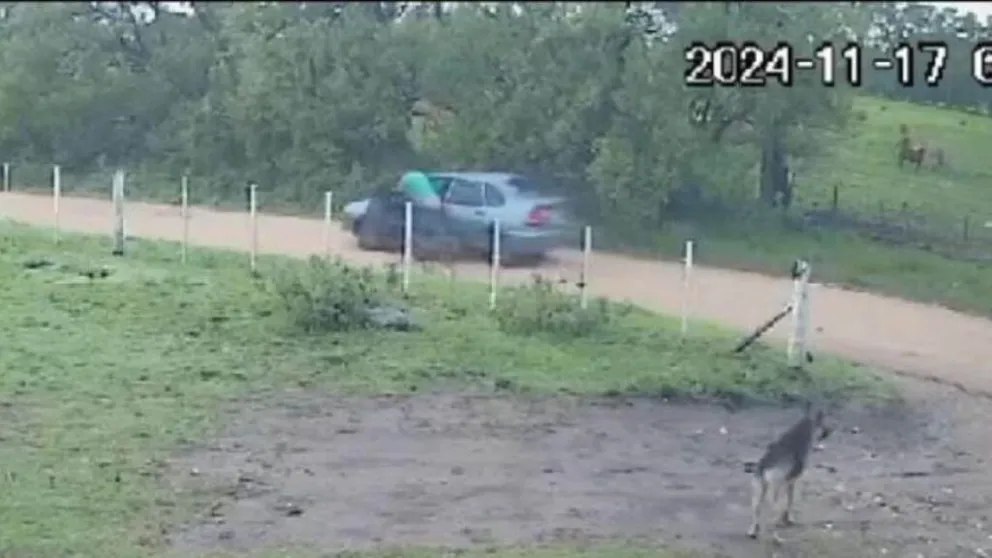 Un municipio sancionará a un vecino que abandonó a una perra con sus crías