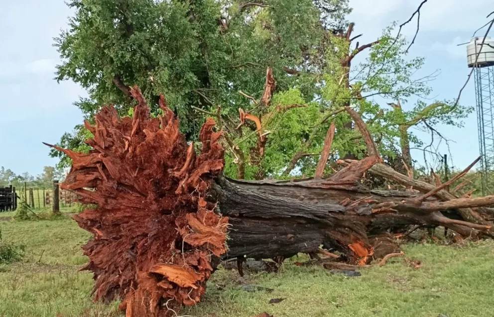 Imágenes: Gentileza Carlos Moreno (Agro MP)