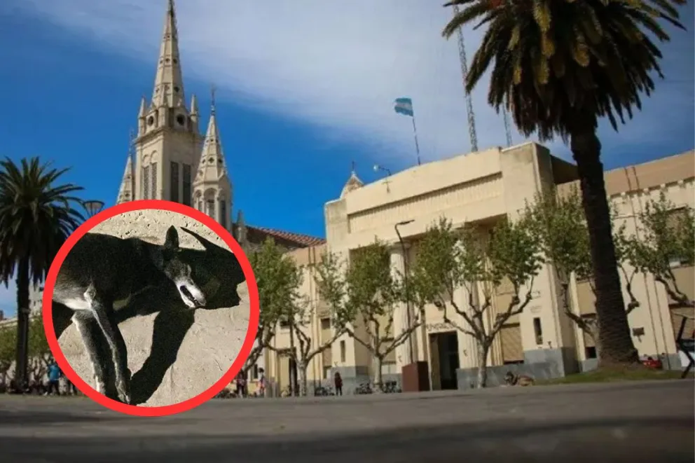 La Municipalidad informó que Zoonosis confirmó el envenenamiento de los animales y que la investigación continúa con intervención de la Justicia.