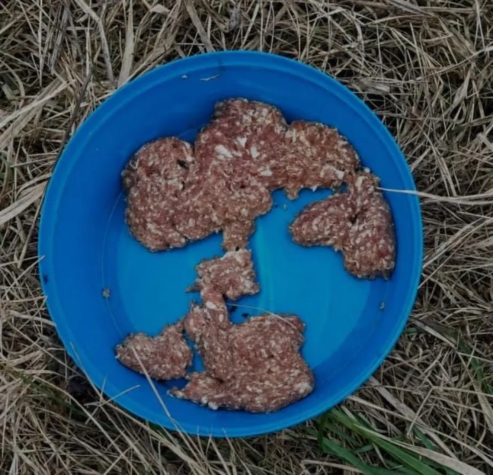 Hallazgo de alimento tras la muerte de un perro | Foto: SAPAAB