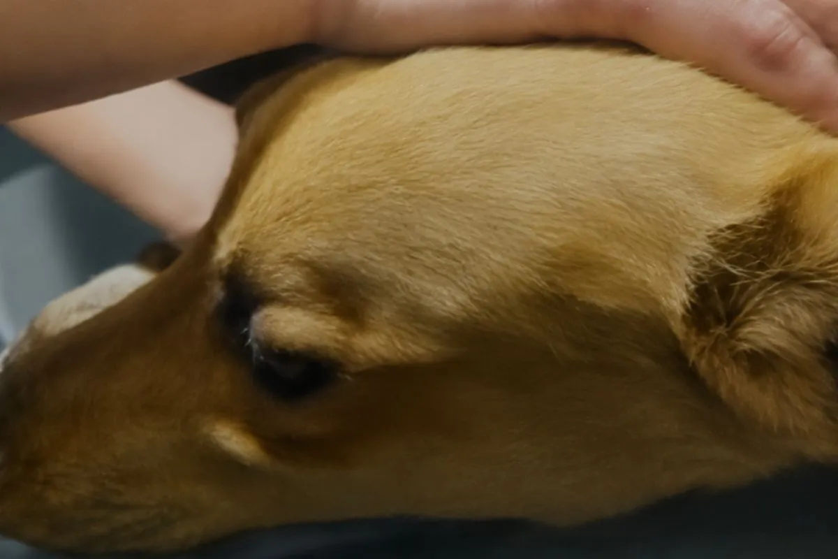 Envenenamiento de perros en Bol&iacute;var: acusan al due&ntilde;o de una carnicer&iacute;a